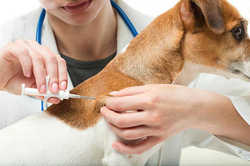 Cão recebe vacina durante campanha de vacinação antirrábica promovida pela Prefeitura de João Monlevade.